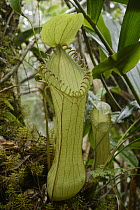 Pitcher Plant (Nepenthes hamata), Gunung Lumut, Indonesia