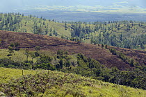 Savannah where forests once stood due to land clearing and frequent burning, Watutau, Indonesia
