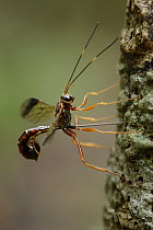 Ichneumon Wasp (Ichneumonidae) female drilling into bark to deposit eggs in a host grub, Weda Bay, Halmahera, Sulawesi, Indonesia