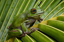 Australasian Tree Frog (Litoria infrafrenata infrafrenata), Weda Bay, Halmahera, Sulawesi, Indonesia