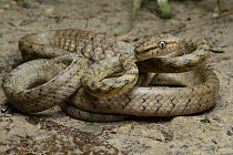 Brown Tree Snake (Boiga irregularis), Weda Bay, Halmahera, Sulawesi, Indonesia