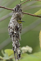 Olive-backed Sunbird (Nectarinia jugularis) female at nest, Weda Bay, Halmahera, Sulawesi, Indonesia
