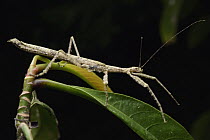 Stick Insect (Neoclides simyra), Nanga Sumpa, Batang Ai National Park, Malaysia
