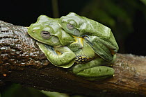 Bornean Smaller Flying Frog (Rhacophorus borneensis) pair in amplexus, Taong, Batang Ai National Park, Malaysia