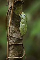 Bornean Smaller Flying Frog (Rhacophorus borneensis) female, Taong, Batang Ai National Park, Malaysia
