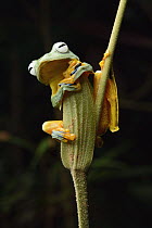 Bornean Smaller Flying Frog (Rhacophorus borneensis) only descends to breed in pools of water, Taong, Batang Ai National Park, Malaysia