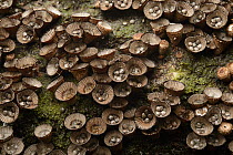 Bird's Nest Fungus (Cyathus sp), Nanga Sumpa, Batang Ai National Park, Malaysia
