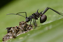 Ant (Polyrhachis armata) feeding on nutrients in bird dung, Nanga Sumpa, Batang Ai National Park, Malaysia