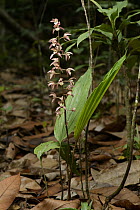 Orchid (Tainia paucifolia), Nanga Sumpa, Batang Ai National Park, Malaysia