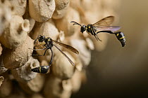 Potter Wasp (Eumenes sp) pair building hive, Kasai, Batang Ai National Park, Malaysia