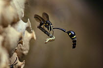 Potter Wasp (Eumenes sp) carrying a caterpillar to its hive, Kasai, Batang Ai National Park, Malaysia