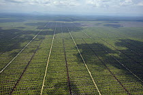 Oil palm plantations made profitable by demand from foreign industries are one of the biggest threats to Bornean wilderness, Kuching, Malaysia