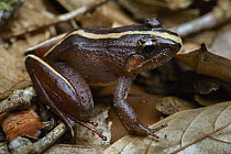 Smooth Guardian Frog (Limnonectes palavensis) males guarding fertilized eggs under dead leaves, Gunung Penrissen, Borneo Highlands, Malaysia