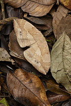 Moth (Eupterote asclepiades) camouflaged against leaf litter, Gunung Penrissen, Borneo Highlands, Malaysia