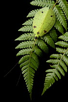 Katydid (Lacipoda immunda) female, Gunung Penrissen, Borneo Highlands, Malaysia