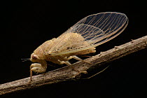 Cicada (Baeturia sp), Wailebet, Batanta Island, Indonesia