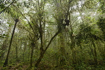 Mossy forest, Arfak Mountains, Papua New Guinea, Indonesia