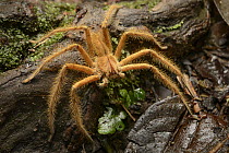 Huntsman Spider (Heteropoda davidbowei), Melinau Gorge, Mulu National Park, Malaysia