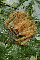 Huntsman Spider (Heteropoda davidbowei), Melinau Gorge, Mulu National Park, Malaysia