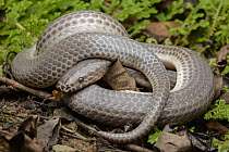 Sunbeam Snake (Xenopeltis unicolor), Taman Stutong Indah, Kuching, Malaysia