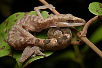 Cat Gecko (Aeluroscalabotes felinus) named for its tail-curling habit, Kubah National Park, Malaysia