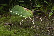 Katydid (Arachnacris sp), Borneo, Borneo