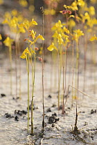 Bladderwort (Utricularia odorata), Bokor National Park, Cambodia