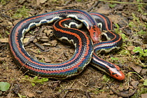 Blanford's Pipe Snake (Cylindrophis lineatus) raising its tail which is thickened and colored to appear as a head in a defense posture, Kuching, Sarawak, Malaysia