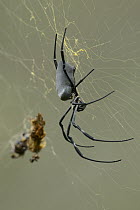 Big-jawed Spider (Nephila sp), Malaysia