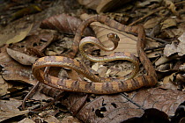 White-spotted Cat Snake (Boiga drapiezii) camouflaged against leaf litter, Danum Valley Field Centre, Borneo, Malaysia