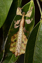 Leaf Insect (Phyllium sp) males have fully developed wings, smaller bodies and are capable of flight, Danum Valley Field Centre, Borneo, Malaysia