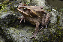Sulawesian Toad (Ingerophrynus celebensis), Batutumonga, Rantepao, Sulawesi, Indonesia