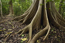 Fig (Ficus sp) with buttress roots, Tangkoko Nature Reserve, Sulawesi, Indonesia