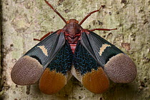 Fulgorid Planthopper (Scamandra thetis), Tangkoko Nature Reserve, Sulawesi, Indonesia
