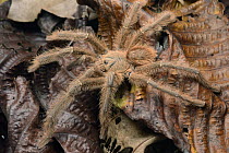 Tarantula (Phormingochilus sp) male on leaf litter, Danum Valley Field Centre, Borneo, Malaysia