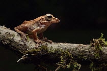 Flying Frog (Rhacophorus harrisonii), Danum Valley Field Centre, Borneo, Malaysia