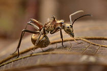 Ant (Polyrhachis ypsilon), Danum Valley Field Centre, Borneo, Malaysia