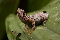 Bornean Tree-hole Frog (Metaphrynella sundana) juvenile, Danum Valley Field Centre, Borneo, Malaysia