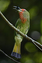 Red-bearded Bee-eater (Nyctyornis amictus), Danum Valley Field Centre, Borneo, Malaysia