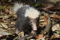 Sunda Stink Badger (Mydaus javanensis), Danum Valley Conservation Area, Borneo, Malaysia