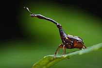 Attelabid Beetle (Cynotrachelus flavotuberosus), Danum Valley Field Centre, Borneo, Malaysia