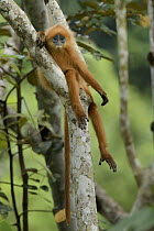 Red Leaf Monkey (Presbytis rubicunda), Danum Valley Field Centre, Borneo, Malaysia