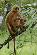 Red Leaf Monkey (Presbytis rubicunda)and young, Danum Valley Field Centre, Borneo, Malaysia