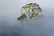 Tualang (Koompassia excelsa) emergent tree towering above the mist-shrouded canopy of the rainforest, Danum Valley Conservation Area, Borneo, Malaysia