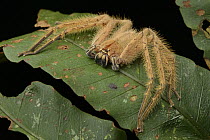Huntsman Spider (Heteropoda davidbowei), Danum Valley Field Centre, Borneo, Malaysia