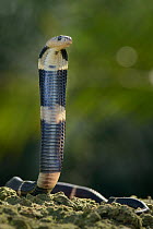Equatorial Spitting Cobra (Naja sumatrana) juvenile found crossing road in palm oil plantation, Miri, Malaysia
