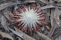Sundew (Drosera sp), Jardine River, Australia