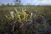 Pitcher Plant (Nepenthes tenax), Jackey Jackey Creek, Jardine River National Park, Australia