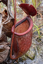 Pitcher Plant (Nepenthes rowanae), Jackey Jackey Creek, Jardine River National Park, Australia