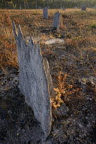 Compass Termite (Amitermes sp) mounds, Yarraden, Australia